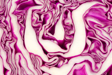 Purple Cabbage textured.の写真素材