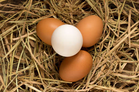 egg. straw. on wood.の写真素材