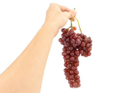 hand hold grapes seedless red isolated on white background.の写真素材