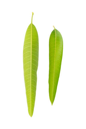 leaf mango isolated on white background.