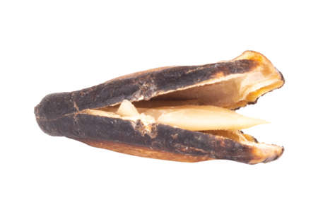 peeled sunflower seeds isolated on white background.の写真素材