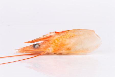 shrimp food orange shellfish isolated on white background.の写真素材