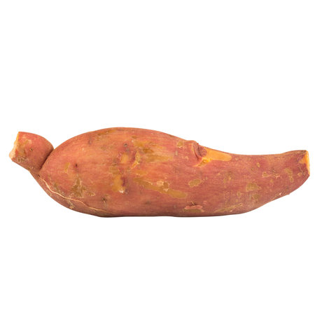 yam isolated on white background.の写真素材