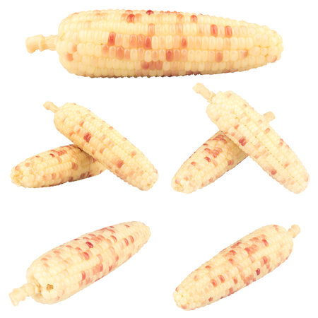 waxy corn isolated on white background.の写真素材
