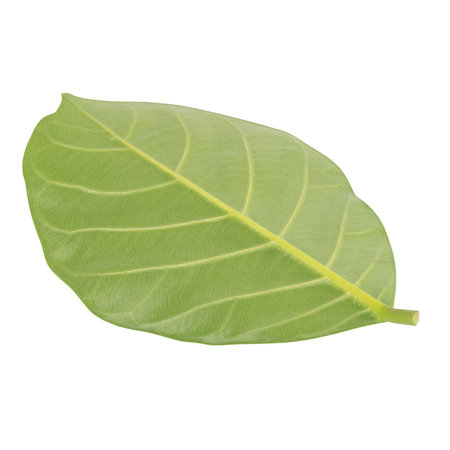 leaf isolated on white background.の写真素材