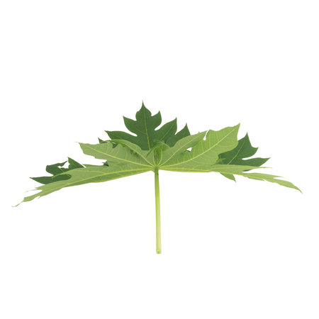 leaf collection isolated on white background.の写真素材