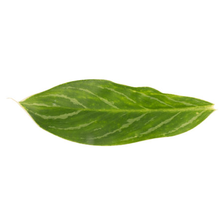 leaf isolated on white background.の写真素材