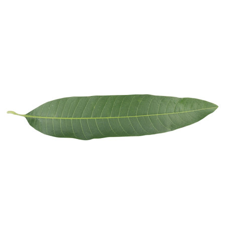 leaf collection isolated on white background.の写真素材