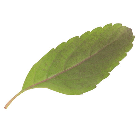leaf collection isolated on white background.