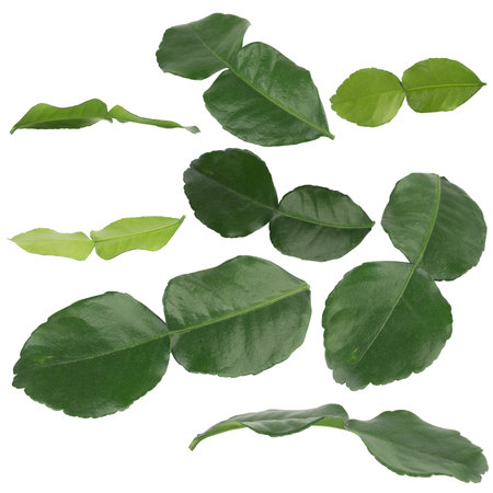 Kaffir lime leaves collection isolated on white background.の写真素材
