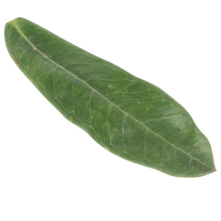 leaf collection isolated on white background.の写真素材