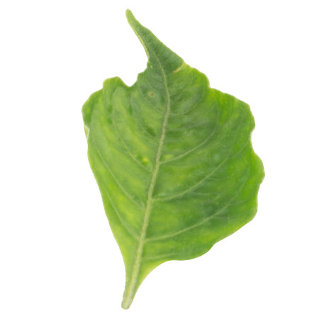 leaf collection isolated on white background.の写真素材