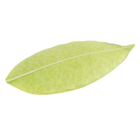 leaf collection isolated on white background.の写真素材