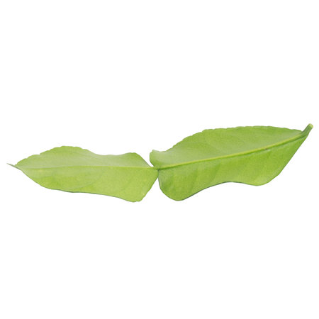 Kaffir lime leaves collection isolated on white background.の写真素材