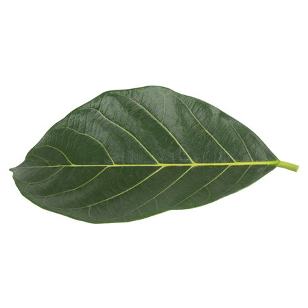 leaf collection isolated on white background.の写真素材