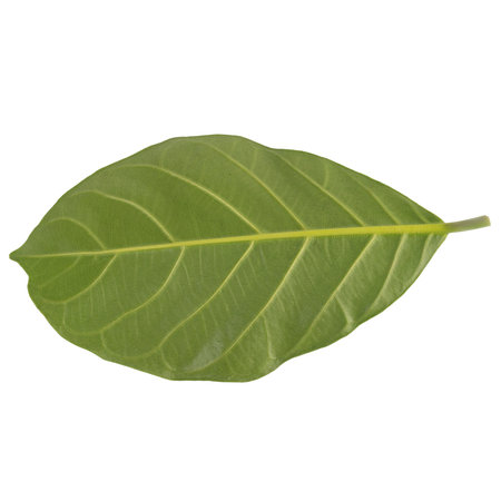 leaf isolated on white background.の写真素材