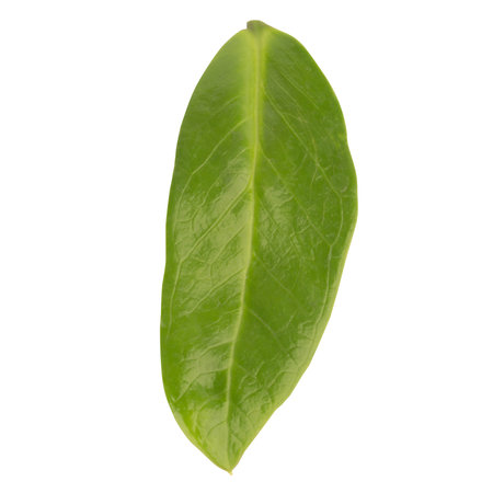 leaf collection isolated on white background.の写真素材