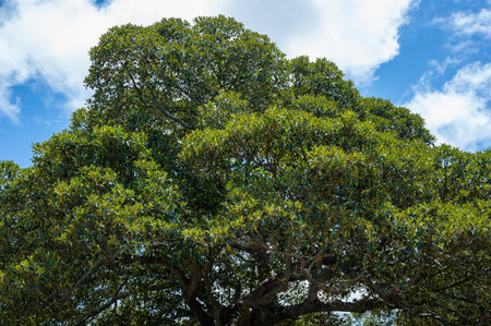 green in the park, big tree green leafs fresh air outdoor activity, tree oxygen for earthの写真素材