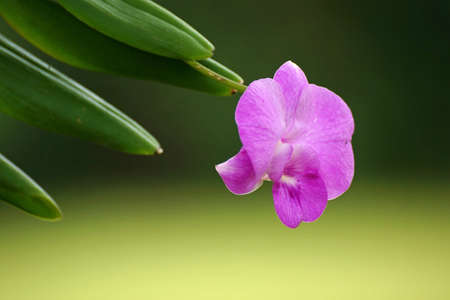Vanda orchids pretty spectacular, sun-resistant, suitable to be planted in our house.の写真素材