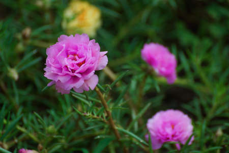 Portulaca oleracea The flowers bloom in late morning each day.の写真素材