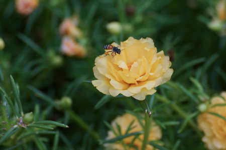 Portulaca oleracea The flowers bloom in late morning each day.の写真素材