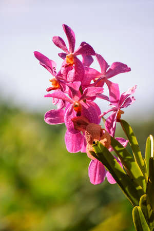 Vanda orchids pretty spectacular, sun-resistant, suitable to be planted in our house.
