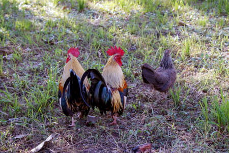 Cute animal worldの写真素材