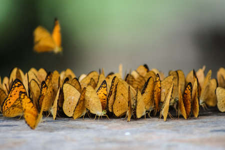 Butterflies are beautiful insectsの写真素材