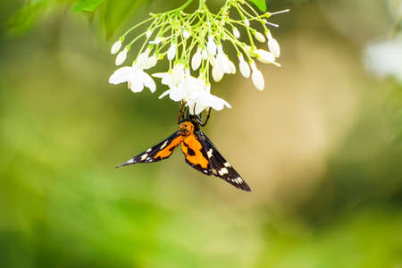 Butterflies are beautiful insects