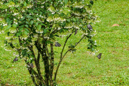 Butterflies are beautiful insectsの写真素材