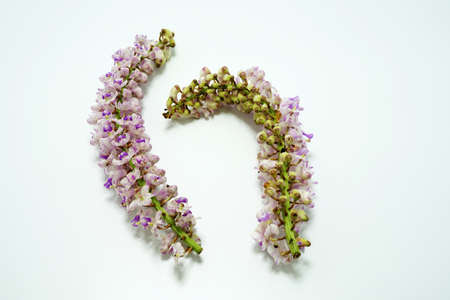 Orchid inflorescence on a white background