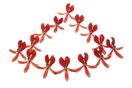 Orchid flower arrangement lined on a white background.