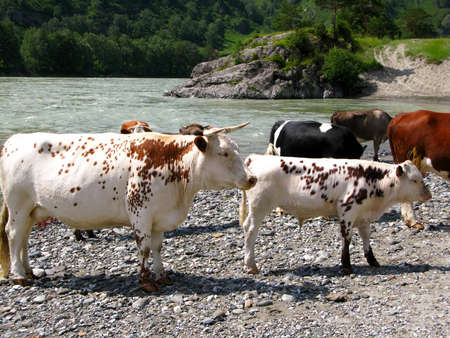 Brown and white cowの写真素材