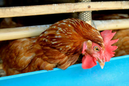 Chicken in a cage at the farm   Thailandの写真素材