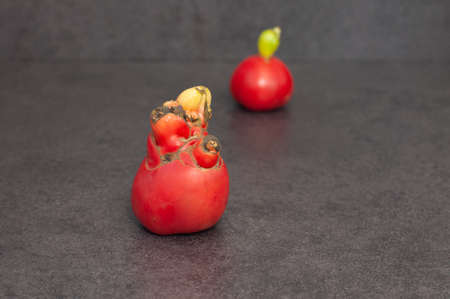 Close-up two ugly ripe red tomato on grey background.の写真素材