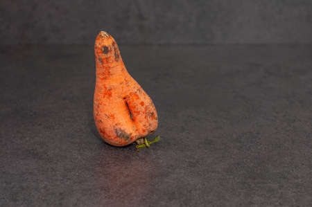Close-up one ugly ripe carrot on grey background. Copy spaceの写真素材