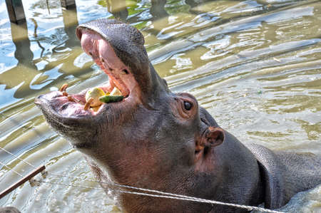 Big hippo with open mouth, eating food, close-upの写真素材