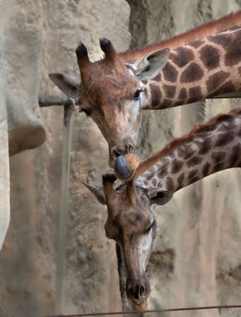 two giraffes on the background of stones, stand in the corral, close-upの写真素材
