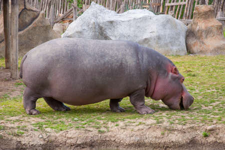 Big hippo walks on land, sleeps, lies on the grass and drinks water, close-upの写真素材