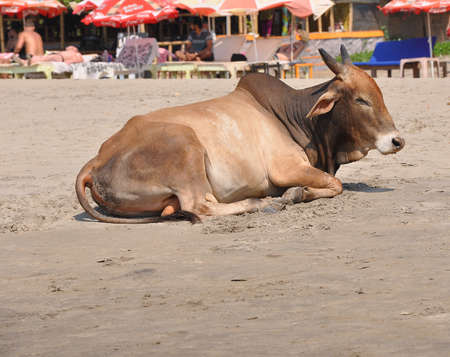 Goa, India-MARCH 03,2013:Goa Beaches,sacred animal india cow on the beachの写真素材