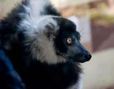 Head of a black lemur with yellow eyes, close-upの写真素材