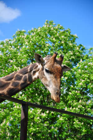 Giraffe head against the sky and trees, close-upの写真素材