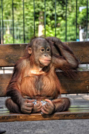 Big monkey sitting on a bench in shorts, close-upの写真素材