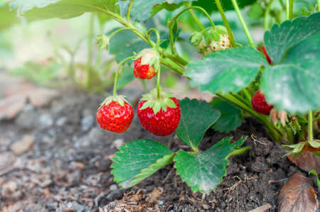 ripe organic strawberry growing on a vine in the garden on a green background.の写真素材
