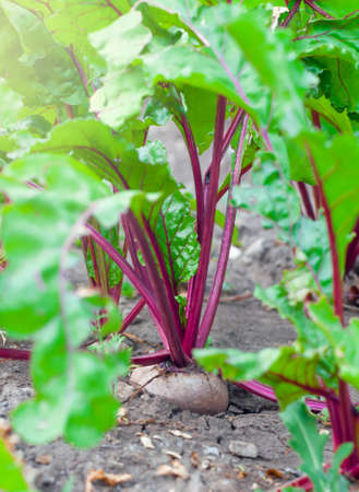 Organic beets in a vegetable garden, close-up, vertical orientationの写真素材