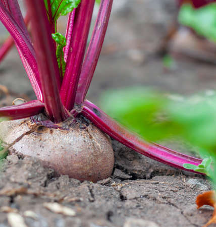 Organic beets in a vegetable garden, close-up, vertical orientation