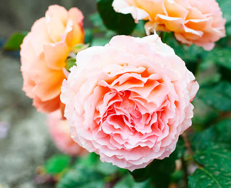 texture of pink roses in bright sun, close-up, horizontal orientationの写真素材