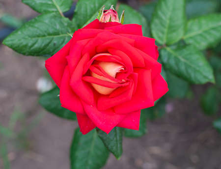 texture of red roses in bright sun, close-up, horizontal orientationの写真素材