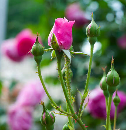 texture of pink roses in bright sun, close-up, vertical orientationの写真素材