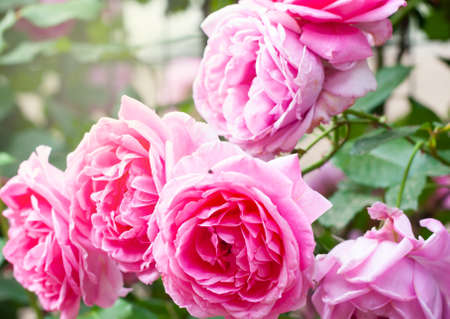 texture of pink roses in bright sun, close-up, horizontal orientationの写真素材